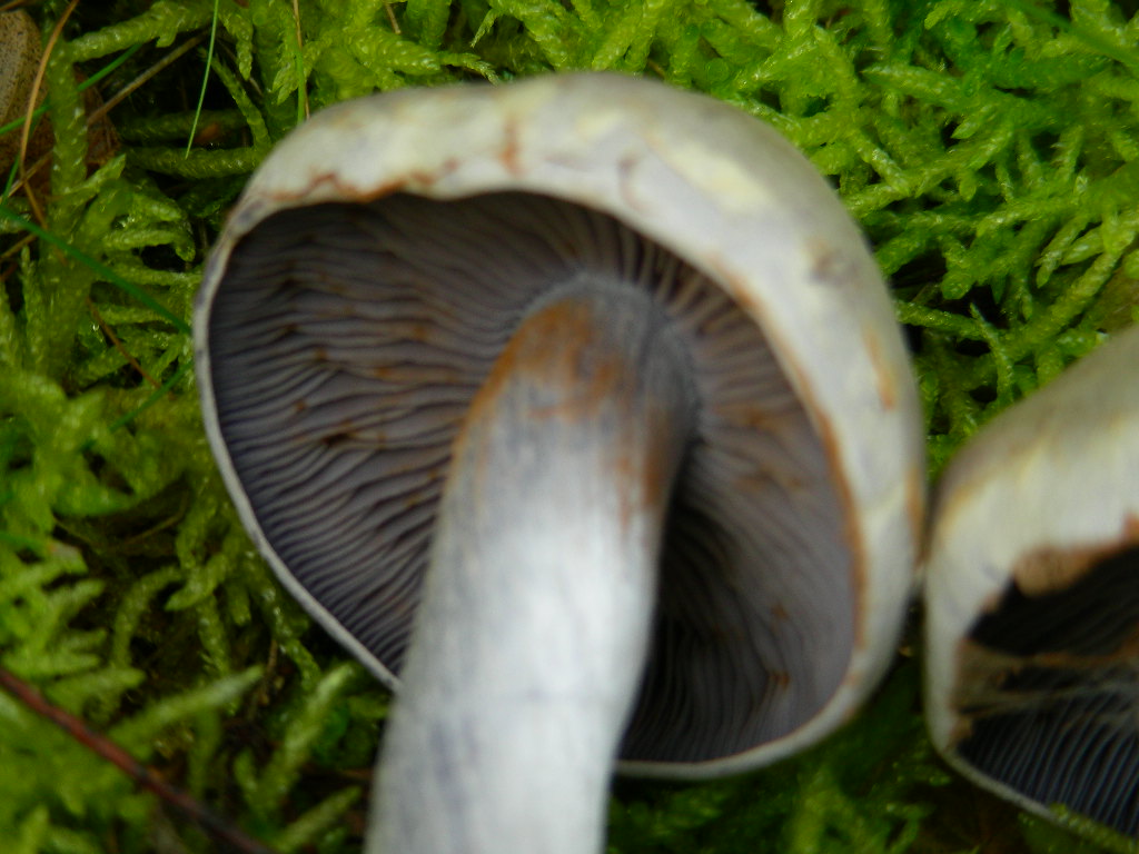 Cortinarius lebretonii.